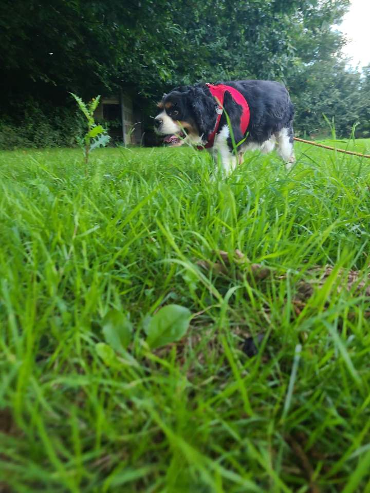 Pension pour chiens La Frénaye