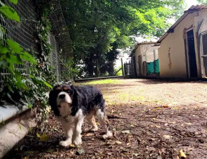 Domaine de confiance pour chiens La Frénaye