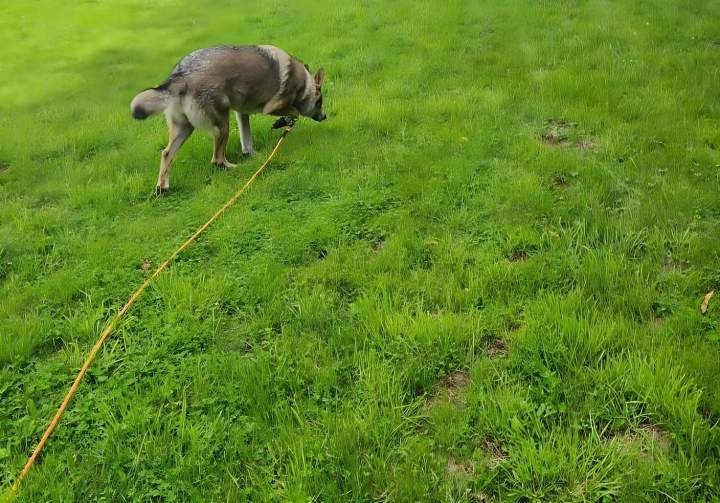 Pension canine La Frénaye