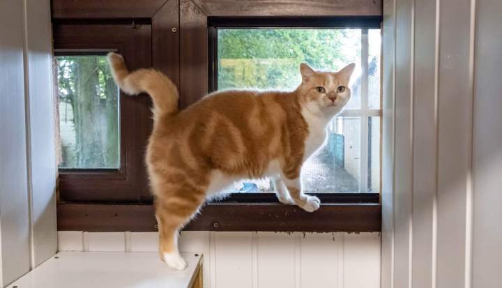 Pension pour chats La Frénaye