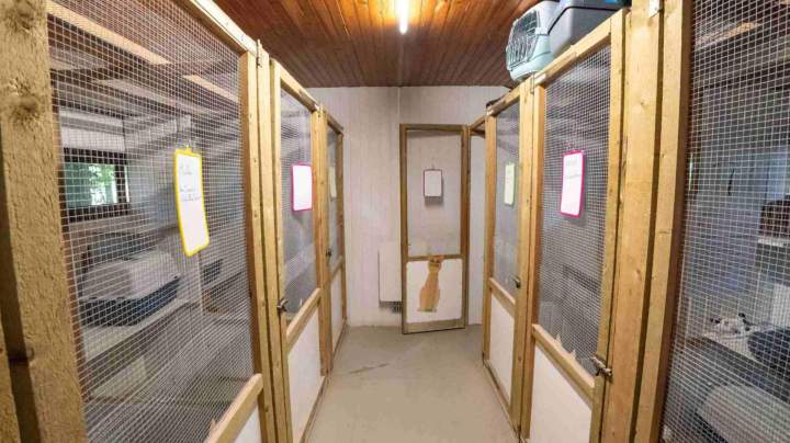 Pension chiens et chats confort La Frénaye