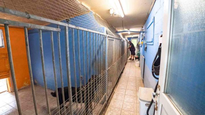 Pension pour chiens La Frénaye