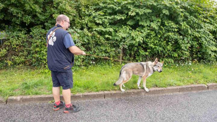 Séjour chiens pension familiale La Frénaye