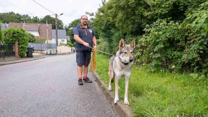 Éducation comportementale chiens de race La Frénaye