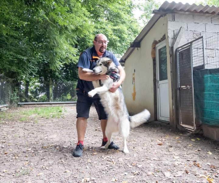 Relation entre maître et animal de compagnie La Frénaye