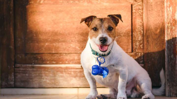 Pension pour chiens La Frénaye
