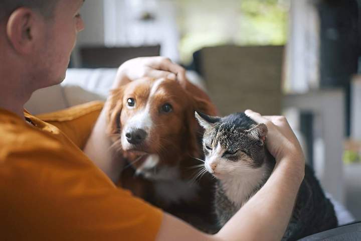 Service de garde à domicile pour chiens et chats La Frénaye