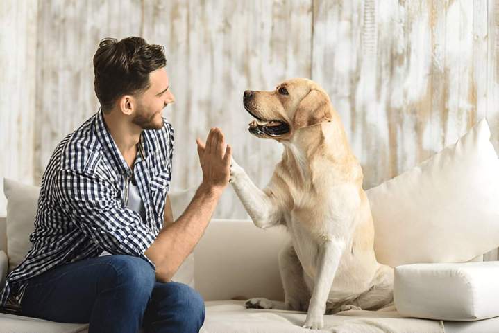Service de garde de chiens à domicile à La Frénaye
